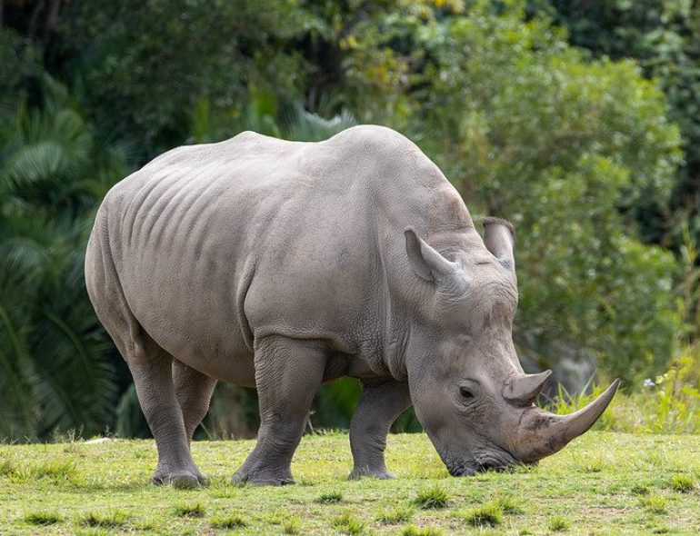 RHINO