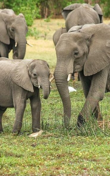 tembo1